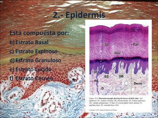2.- Epidermis Está compuesta por: Estrato Basal Estrato Espinoso Estrato Granuloso Estrato Lúcido Estrato Córneo 