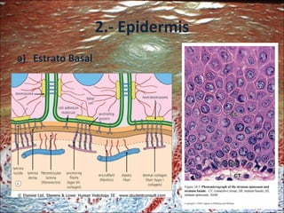 2.- Epidermis Estrato Basal 