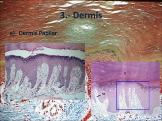 3.- Dermis <ul><li>Dermis Papilar </li></ul>
