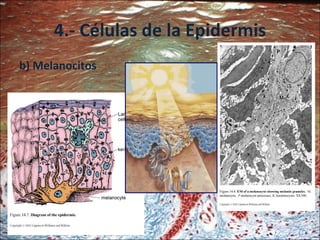 4.- Células de la Epidermis <ul><li>b) Melanocitos </li></ul>