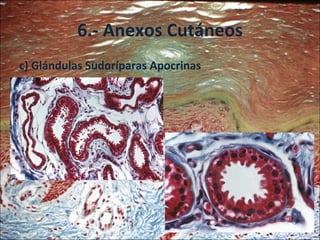 6.- Anexos Cutáneos <ul><li>c) Glándulas Sudoríparas Apocrinas </li></ul>
