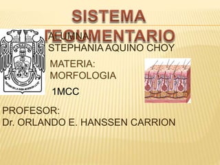 PROFESOR:
Dr. ORLANDO E. HANSSEN CARRION
ALUMNA:
STEPHANIA AQUINO CHOY
MATERIA:
MORFOLOGIA
1MCC
 