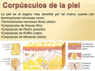 Reseptor Pacini Ruffini Sistema tegumentario | PPTX