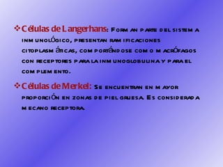 Células de Langerhans : Forman parte del sistema inmunológico, presentan ramificaciones citoplasmáticas, comportándose como macrófagos con receptores para la inmunoglobulina y para el complemento. Células de Merkel:  Se encuentran en mayor proporción en zonas de piel gruesa. Es considerada mecano receptora. 