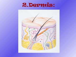 2.Dermis:  