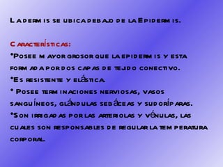 La dermis se ubica debajo de la Epidermis. Características:  Posee mayor grosor que la epidermis y esta formada por dos capas de tejido conectivo. Es resistente y elástica. Posee terminaciones nerviosas, vasos sanguíneos, glándulas sebáceas y sudoríparas.  Son irrigadas por las arteriolas y vénulas, las cuales son responsables de regular la temperatura corporal. 
