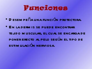 Funciones Desempeña una función protectora. En la dermis se puede encontrar tejido muscular, el cual se encarga de poner erecto al pelo según el tipo de estimulación nerviosa. 