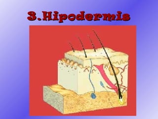 3.Hipodermis 
