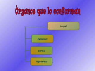 Órganos que lo conforman La piel Epidermis Dermis Hipodermis 