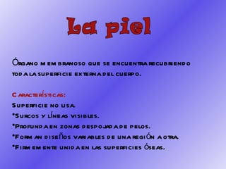 Órgano membranoso que se encuentra recubriendo toda la superficie externa del cuerpo. Características:  Superficie no lisa. Surcos y líneas visibles. Profunda en zonas despojada de pelos. Forman diseños variables de una región a otra. Firmemente unida en las superficies óseas. . La piel 