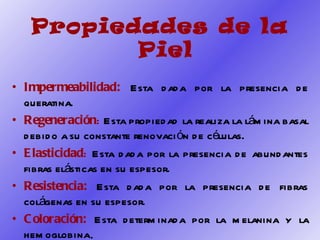 Propiedades de la Piel Impermeabilidad:  Esta dada por la presencia de queratina. Regeneración :  Esta propiedad la realiza la lámina basal debido a su constante renovación de células.  Elasticidad :  Esta dada por la presencia de abundantes fibras elásticas en su espesor. Resistencia:  Esta dada por la presencia de fibras colágenas en su espesor. Coloración:  Esta determinada por la melanina y la hemoglobina . 