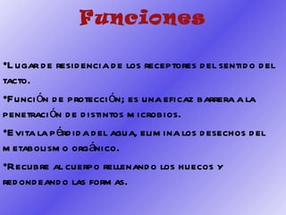 Funciones Lugar de residencia de los receptores del sentido del tacto. Función de protección; es una eficaz barrera a la penetración de distintos microbios. Evita la pérdida del agua, elimina los desechos del metabolismo orgánico. Recubre al cuerpo rellenando los huecos y redondeando las formas. 