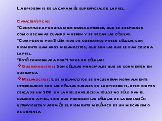 La epidermis es la capa más superficial de la piel. Características: Constituida por una membrana exterior, que se desprende como escamas cuando mueren y se secan las células.  Compuesto por 5 láminas de queratina; posee células con pigmento llamados melanocitos, que son las que le dan color a la piel. Está conformada por 4 tipos de células: Queratinocitos : Son células principales que se convierten en queratina. Melanocitos : Los melanocitos se encuentran normalmente intercalados con las células basales de la epidermis, disminuyen cerca de un 50% en la piel envejecida. Ellos no sólo dan el color de a piel, sino que protegen las células de la radiación ultravioleta y además el pigmento melánico es un mecanismo de defensa. 