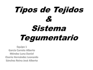Tipos de Tejidos
             &
          Sistema
       Tegumentario
         Equipo 1
  García Carreto Alberto
   Méndez Luna Daniel
Osorio Hernández Leonardo
Sánchez Reina José Alberto
 