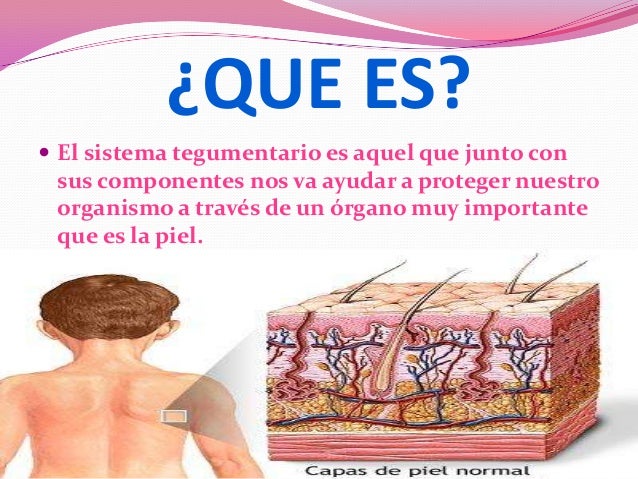 Sistema tegumentario