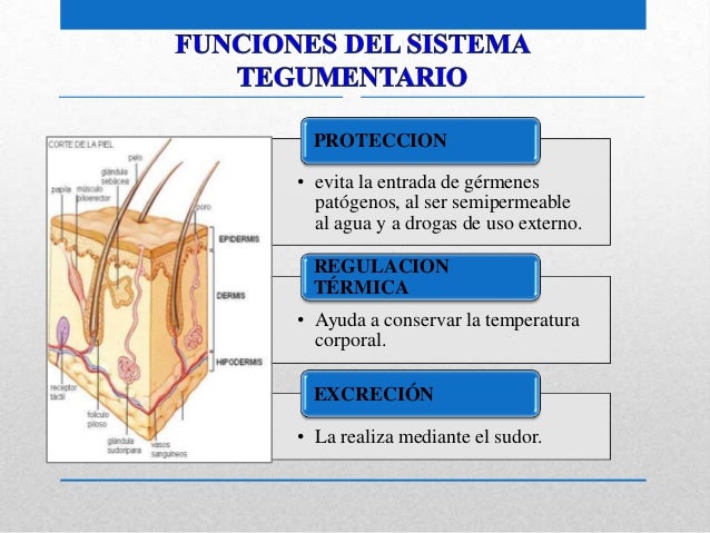 SISTEMA TEGUMENTARIO