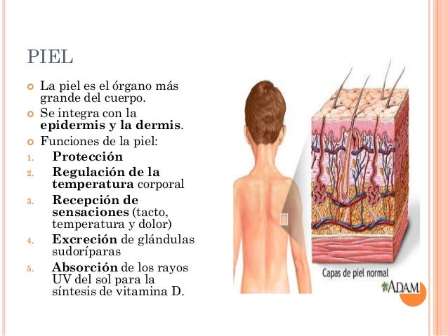 Sistema tegumentario