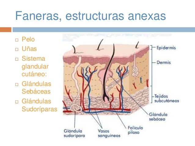 Sistema tegumentario