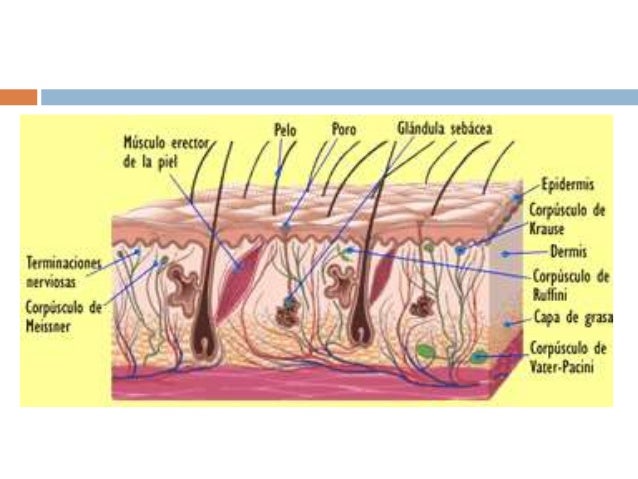 Resultado de imagen para enfermedades del sistema tegumentaria unam