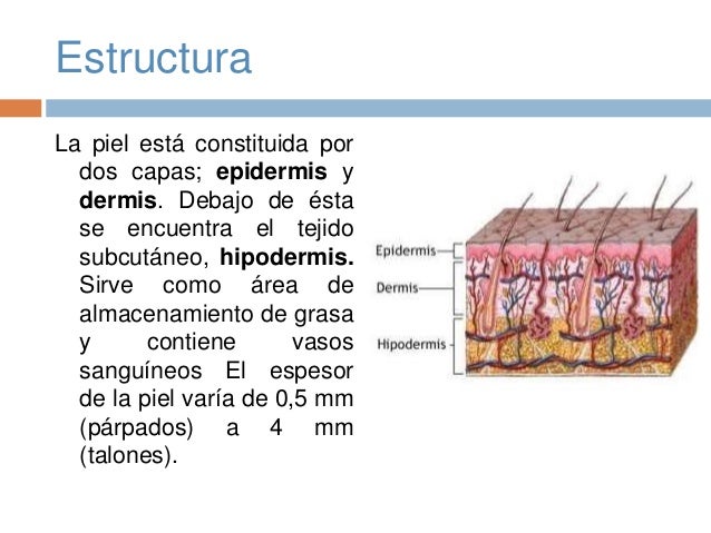 Sistema tegumentario