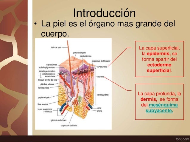 Sistema tegumentario