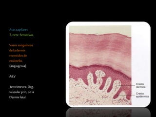 Asascapilares
T.nerv.Sensitivas.
Vasossanguíneos
dela dermis
revestidosde
endotelio.
(angiogenia)
A&V
1er trimestre.Org.
vascularprin,dela
Dermis fetal.
 