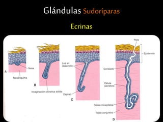 Glándulas Sudoríparas
Ecrinas
 