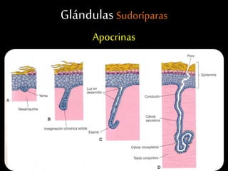 Glándulas Sudoríparas
Apocrinas
 