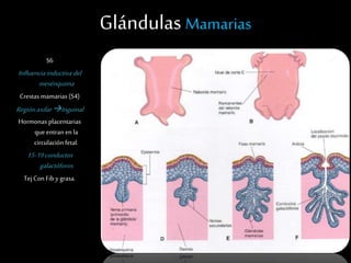 Glándulas Mamarias
S6
Influenciainductivadel
mesénquima
Crestas mamarias (S4)
Regiónaxilar Inguinal
Hormonas placentarias
que entran en la
circulaciónfetal.
15-19conductos
galactóforos
TejCon Fib y grasa.
 