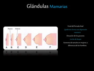 Glándulas Mamarias
Final del Periodo fetal
Epidermisformaunadepresión
mamaria
Elevación delos pezones
Lechedebrujas
Aumentode tamaño enmujeres a
diferencia de los hombres
 