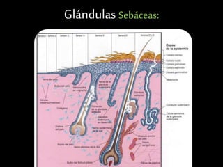 Glándulas Sebáceas:
 
