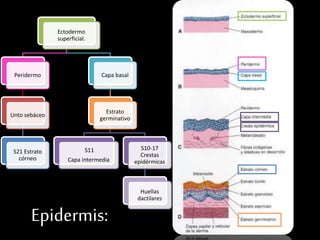 Ectodermo
superficial.
Peridermo
Unto sebáceo
S21 Estrato
córneo
Capa basal
Estrato
germinativo
S11
Capa intermedia
S10-17
Crestas
epidérmicas
Huellas
dactilares
Epidermis:
 