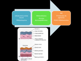 Células de la cresta
neural
Mesénquima
Melanoblastos
Unión
dermoepidérmica.
MB
 Gránulos de
pigmento
D40-50Melanocitos.
 