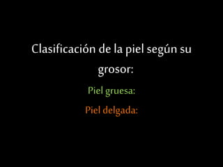 Clasificación de la piel según su
grosor:
Piel gruesa:
Piel delgada:
 