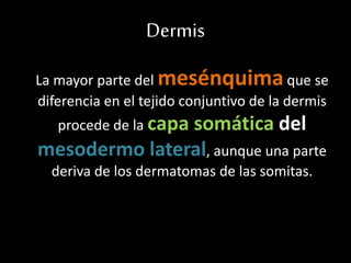 Dermis
La mayor parte del mesénquimaque se
diferencia en el tejido conjuntivo de la dermis
procede de la capa somática del
mesodermo lateral, aunque una parte
deriva de los dermatomas de las somitas.
 