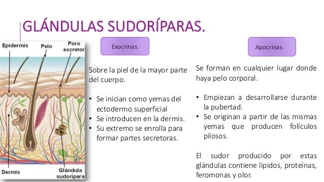 Sistema tegumentario