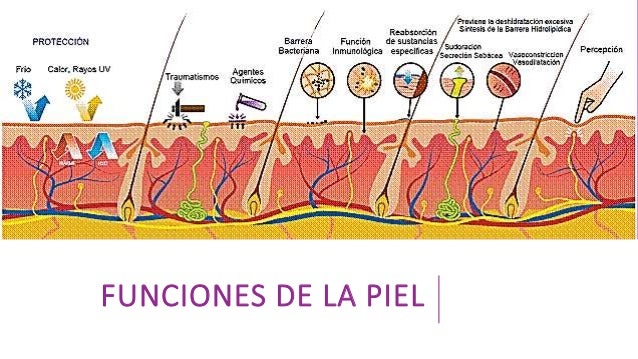 Sistema tegumentario