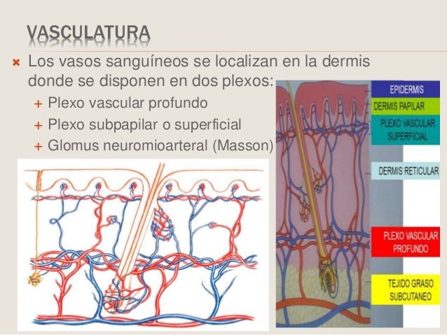 Sistema Tegumentario