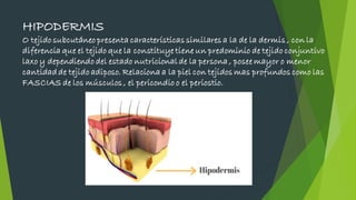 HIPODERMIS
O tejido subcutáneo presenta características similares a la de la dermis , con la
diferencia que el tejido que la constituye tiene un predominio de tejido conjuntivo
laxo y dependiendo del estado nutricional de la persona , posee mayor o menor
cantidad de tejido adiposo. Relaciona a la piel con tejidos mas profundos como las
FASCIAS de los músculos , el pericondio o el periostio.
 