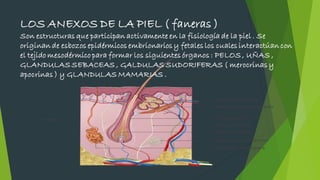 LOS ANEXOS DE LA PIEL ( faneras )
Son estructuras que participan activamente en la fisiología de la piel . Se
originan de esbozos epidérmicos embrionarios y fetales los cuales interactúan con
el tejido mesodérmico para formar los siguientes órganos : PELOS , UÑAS ,
GLANDULAS SEBACEAS , GALDULAS SUDORIFERAS ( merocrinas y
apocrinas ) y GLANDULAS MAMARIAS .
 