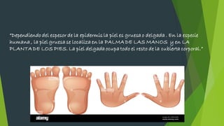 “Dependiendo del espesor de la epidermis la piel es gruesa o delgada . En la especie
humana , la piel gruesa se localiza en la PALMA DE LAS MANOS y en LA
PLANTA DE LOS PIES. La piel delgada ocupa todo el resto de la cubierta corporal.”
 