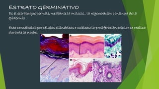 ESTRATO GERMINATIVO
Es el estrato que permite,mediante la mitosis , la regeneración continua de la
epidermis .
Esta constituida por células cilíndricas o cubicas; la proliferación celular se realiza
durante la noche.
 