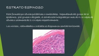 ESTRATO ESPINOSO
Esta formado por células poliédricas o romboidales . Dependiendo del grosor de la
epidermis , piel gruesa o delgada , el estrato esta integrado por mas de 4 o 6 capas de
células o solamente de 2 o 3 capas respectivamente .
Los núcleos , redondeados u ovalados se disponen en sentido horizontal.
 