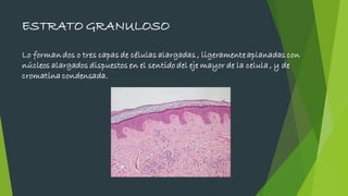 ESTRATO GRANULOSO
Lo forman dos o tres capas de células alargadas , ligeramente aplanadas con
núcleos alargados dispuestos en el sentido del eje mayor de la celula , y de
cromatina condensada.
 