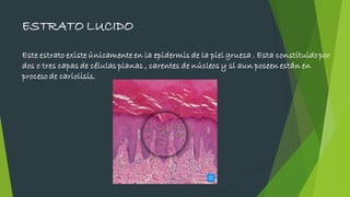 ESTRATO LUCIDO
Este estrato existe únicamente en la epidermis de la piel gruesa . Esta constituido por
dos o tres capas de células planas , carentes de núcleos y si aun poseen están en
proceso de cariolisis.
 