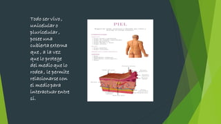 Todo ser vivo ,
unicelular o
pluricelular ,
posee una
cubierta externa
que , a la vez
que lo protege
del medio que lo
rodea , le permite
relacionarse con
el medio para
interactuar entre
si.
 