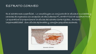 ESTRATO CORNEO
Es el estrato mas superficial . Lo constituyen un conjunto de la células a nucleadas y
carentes de organelos con excepción de abundantes FILAMENTOS DE QUERATINA.
La queratina la proporciona a la células del estrato cierta rigidez , dureza e
impermeabilidad . Son células aplanadas y semejan pequeñas escamas.
 