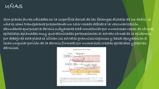 UÑAS
Son placas duras ubicadas en la superficie dorsal de las falanges distales de los dedos. la
uña es semi transparente presentando un color rosado debido a la vascularización
abundante que posee la dermis subyacente está constituido por numerosas capas de células
epiteliales aplanadas muy queratinizadas pertenecientes al estrato córnea de la epidermis
por debajo de esta placa se sitúan los estratos granuloso espinoso y basal apoyados en el
lecho ungular porción de la dermis formado por numerosas crestas epiteliales y papilas
dérmicas
 