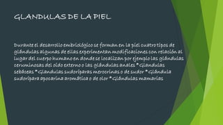 GLANDULAS DE LA PIEL
Durante el desarrollo embriológico se forman en la piel cuatro tipos de
glándulas algunas de ellas experimentan modificaciones con relación al
lugar del cuerpo humano en donde se localizan por ejemplo las glándulas
ceruminosas del oído externo o las glándulas anales *Glandulas
sebáceas *Glandulas sudoríparas merocrinas o de sudor *Glándula
sudorípara apocarina aromática o de olor *Glándulas mamarias
 
