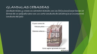 GLANDULAS CEBASEAS
Se desarrollan y crecen en estrecha relación con los folículos pilosos tienen la
forma de un pequeño saco con un corto conducto de salida que se incorpora al
conducto del pelo
 